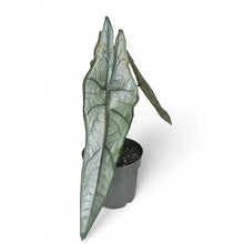 Load image into Gallery viewer, Alocasia - Dragon's Breath