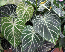 Load image into Gallery viewer, Anthurium Clarinervium
