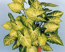 Load image into Gallery viewer, Syngonium 'White Butterfly'