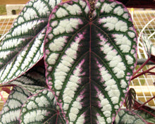 Load image into Gallery viewer, Cissus Discolor (Rex Begonia Vine)