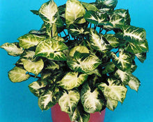 Load image into Gallery viewer, Syngonium 'Pixie'
