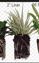 Load image into Gallery viewer, Dischidia Ruscifolia Variegata