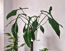 Load image into Gallery viewer, Philodendron - Joepii