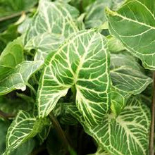 Load image into Gallery viewer, Syngonium Batik
