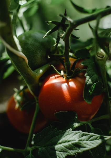 Tomato Planting - what tips and tricks should you know?