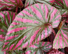Load image into Gallery viewer, Begonia - Brevirimosa Exotica
