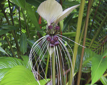 Load image into Gallery viewer, Tacca Integrifolia (White Bat Plant)
