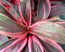 Load image into Gallery viewer, Cordyline Terminalis 'Electra'
