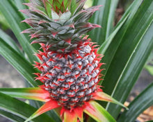 Load image into Gallery viewer, Ananas Comosus 'Florida Special'
