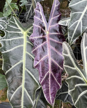 Load image into Gallery viewer, Alocasia - Purpley
