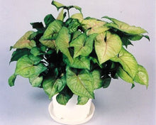 Load image into Gallery viewer, Syngonium 'Berry Allusion' – Pink Vein
