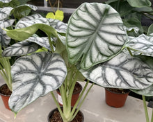 Load image into Gallery viewer, Alocasia - Baginda 'Silver Dragon'
