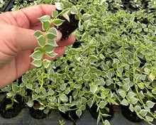 Load image into Gallery viewer, Dischidia Ruscifolia Variegata
