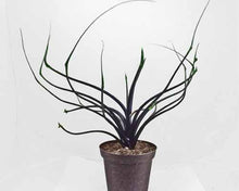Load image into Gallery viewer, Alocasia - Plumbea 'Flying Squid'
