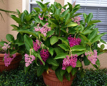 Load image into Gallery viewer, Medinilla Myriantha (Malaysian Orchid)
