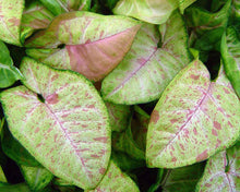 Load image into Gallery viewer, Syngonium 'Confetti'
