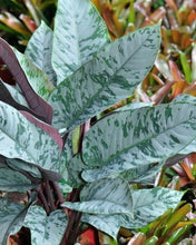 Load image into Gallery viewer, Apoballis Acuminatissima 'Lavallei'
