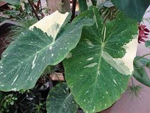 Load image into Gallery viewer, Colocasia - Esculenta 'Ele Paio'
