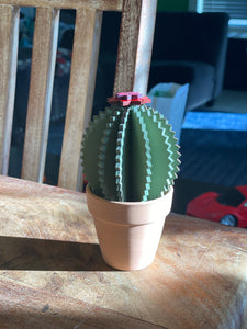 Wood Cactus / Succulent Plant